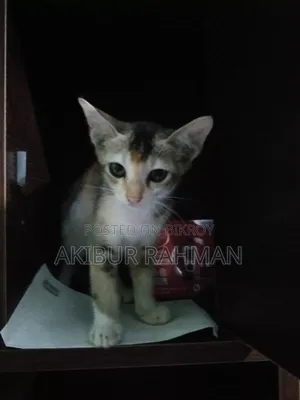 ১-৩ মাস বয়সী পুরুষ বিশুদ্ধ বেঙ্গল বিড়াল