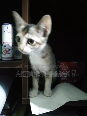 1-3 Months Male Purebred Bengal