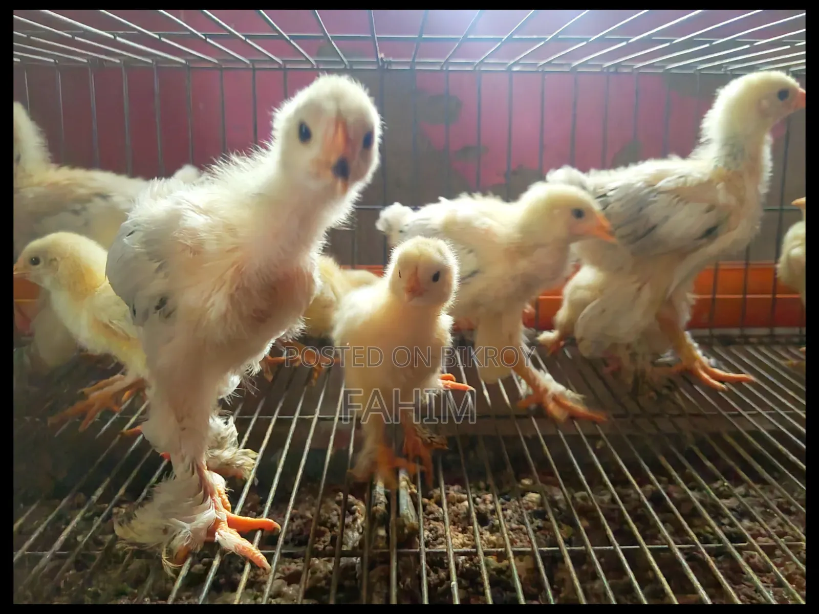 Light Brahma Chicks of Various Ages