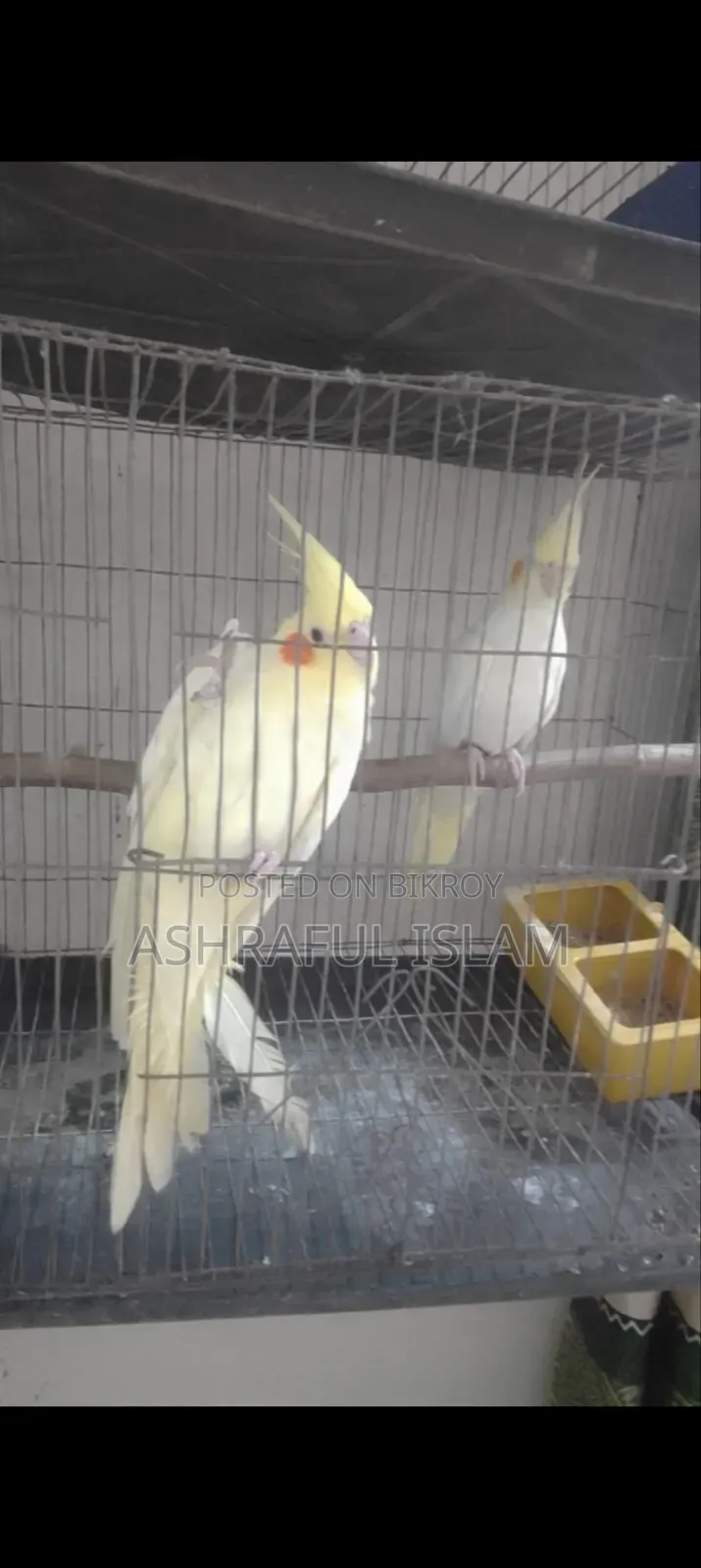 Super Tame Cockatiel and a Pair of Running Lovebirds for Sale, Including Cage