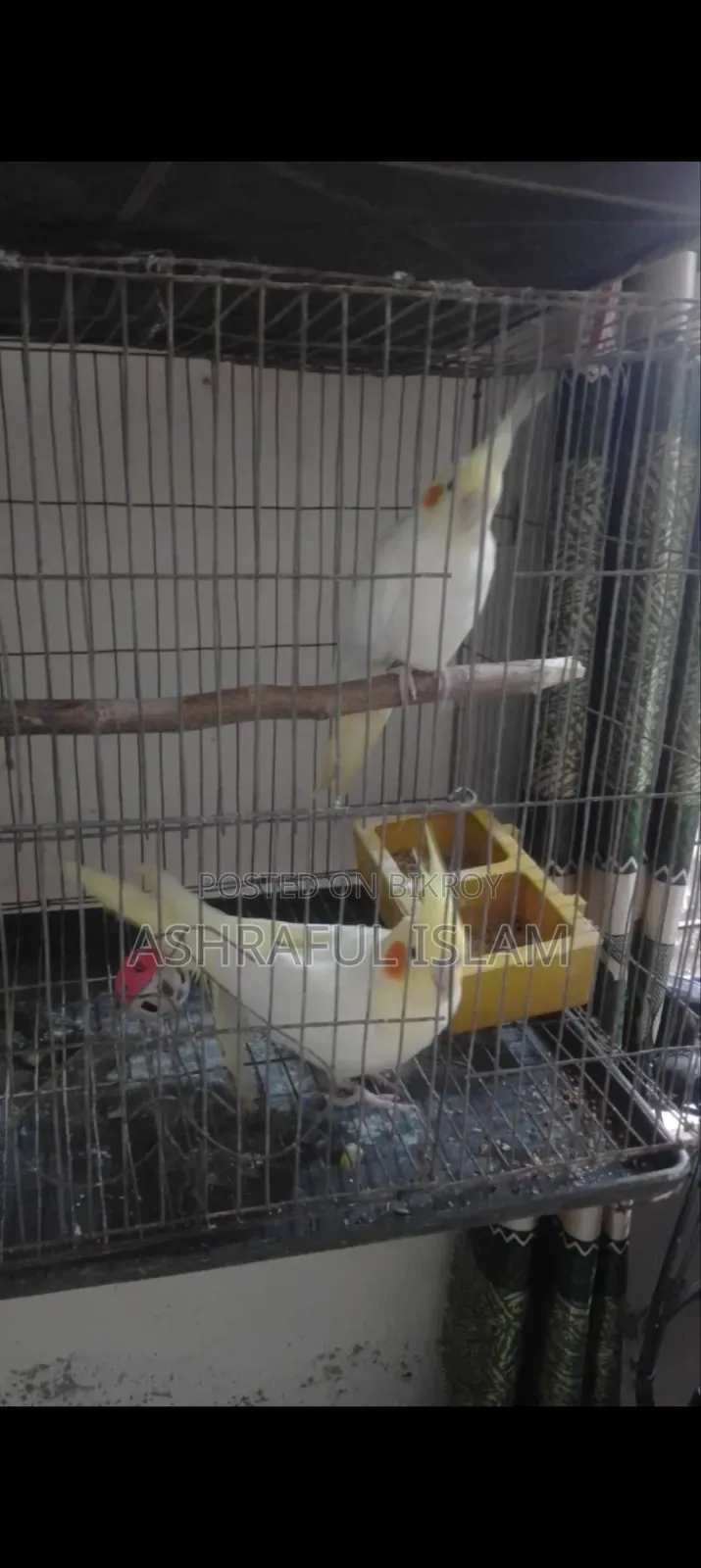 Super Tame Cockatiel and a Pair of Running Lovebirds for Sale, Including Cage