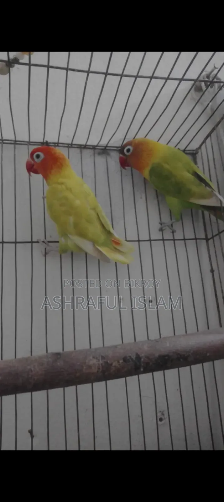 Super Tame Cockatiel and a Pair of Running Lovebirds for Sale, Including Cage