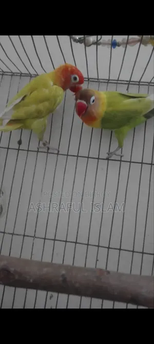 Super Tame Cockatiel and a Pair of Running Lovebirds for Sale, Including Cage