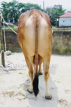 Red Shahiwal
