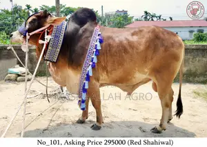 Red Shahiwal