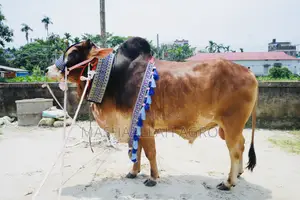 Red Shahiwal