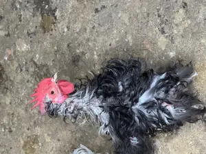 ২টি রানিং ফ্রিলব্যাক কোচিন মুরগা