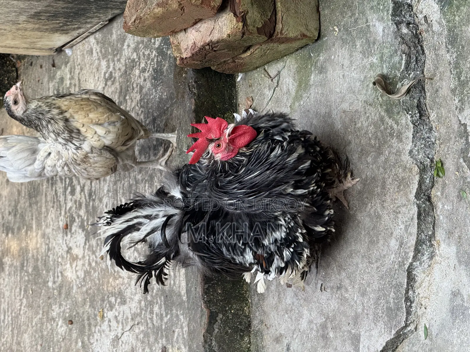 ২টি রানিং ফ্রিলব্যাক কোচিন মুরগা