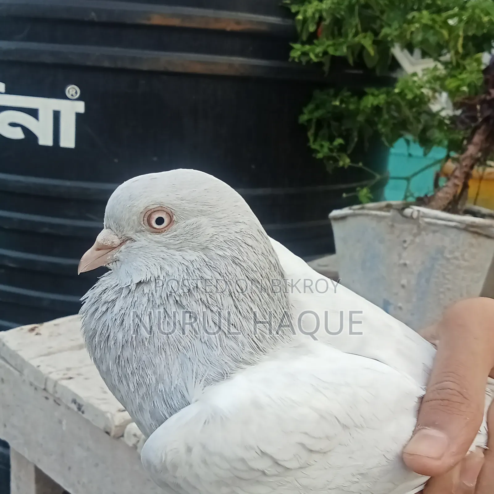 লাল গিয়ারের রানিং সিলভার খাকি কবুতর