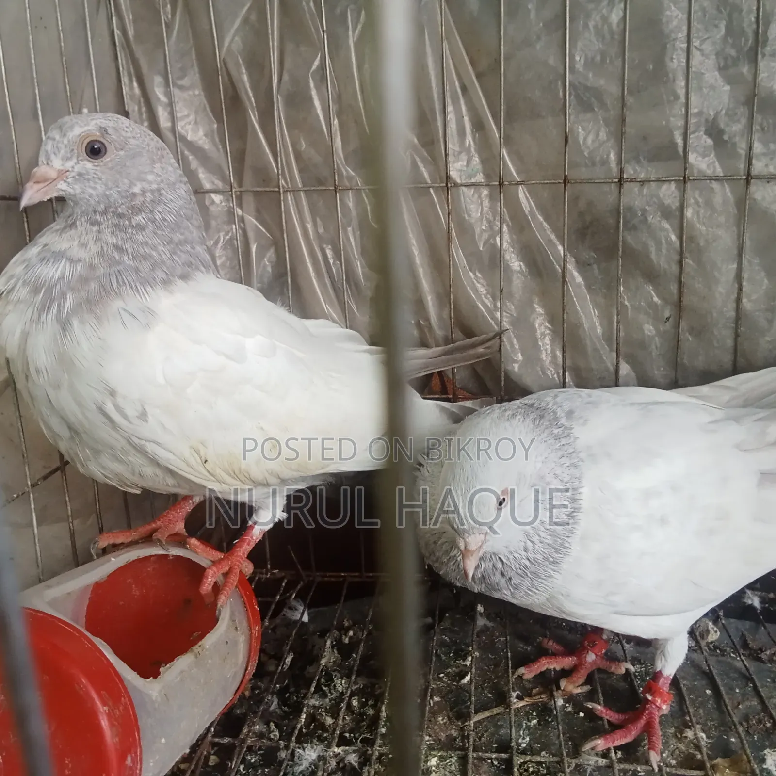 লাল গিয়ারের রানিং সিলভার খাকি কবুতর