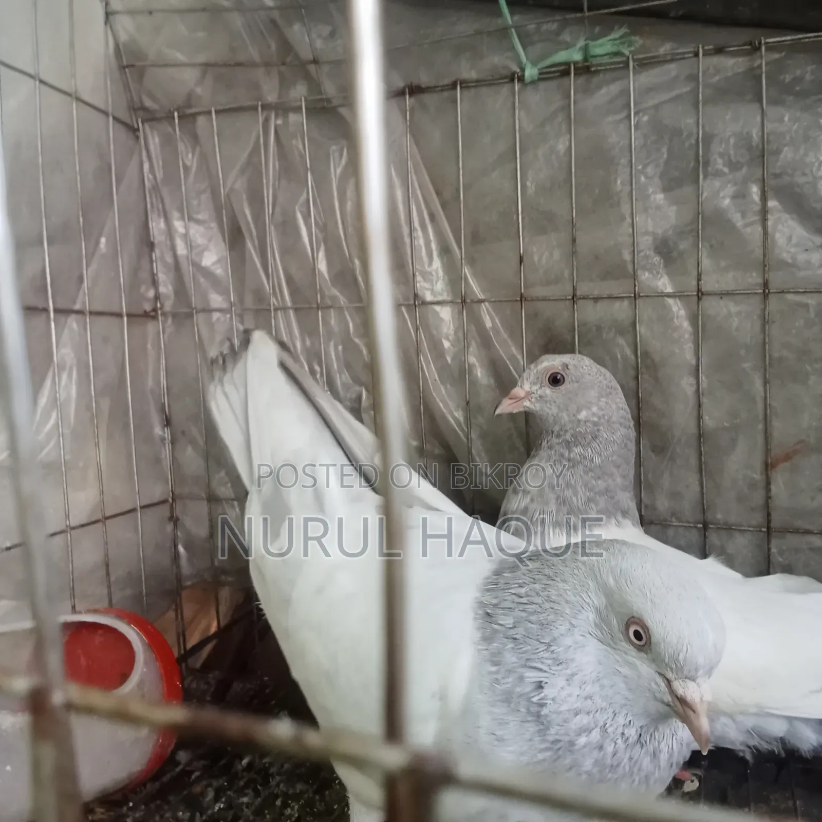 লাল গিয়ারের রানিং সিলভার খাকি কবুতর