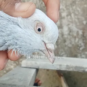 লাল গিয়ারের রানিং সিলভার খাকি কবুতর