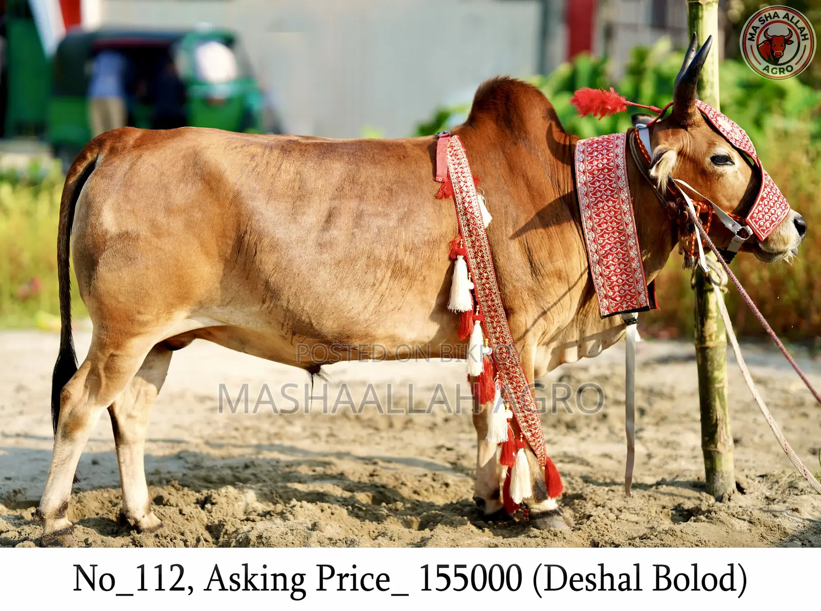 Deshal Bolod for Qurbani