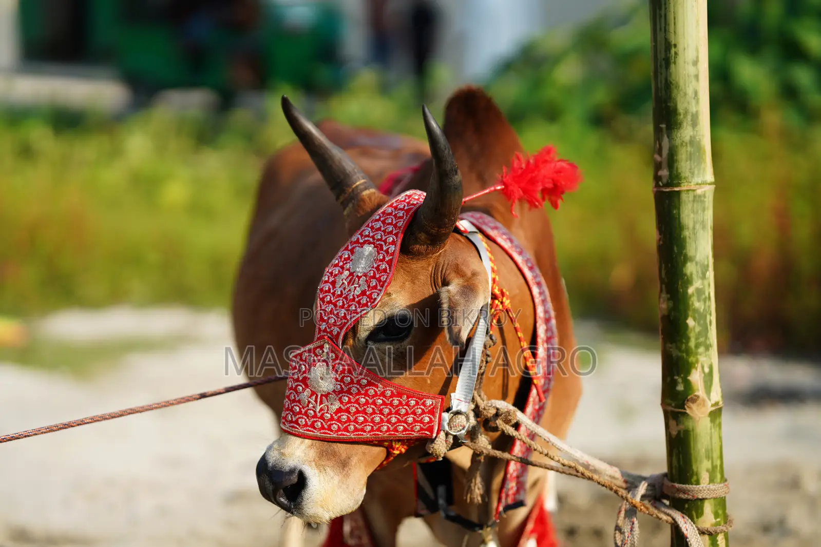 Deshal Bolod for Qurbani