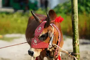 Deshal Bolod for Qurbani