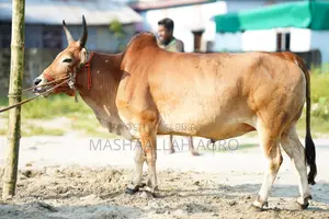 Deshal Bolod for Qurbani