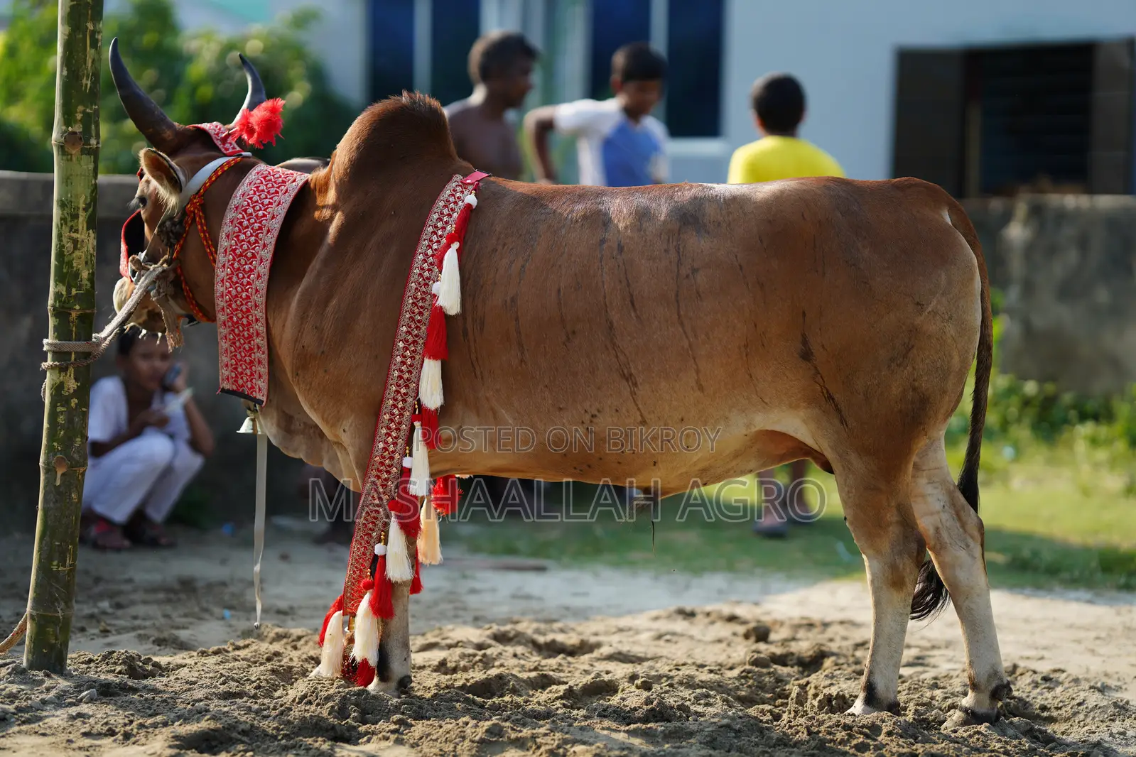 Deshal Bolod for Qurbani