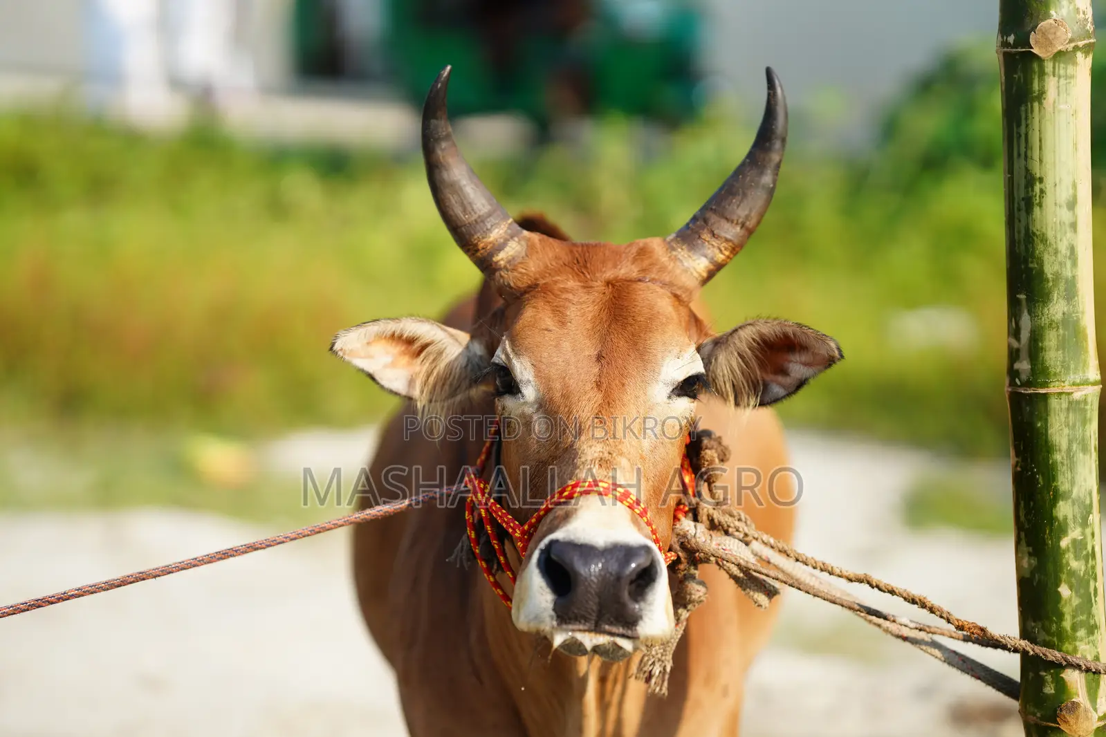 Deshal Bolod for Qurbani