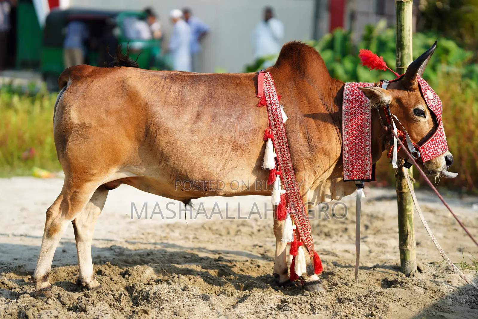 Deshal Bolod for Qurbani