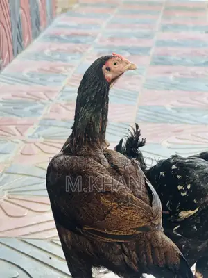 ১ জোড়া কাগার লাইনের সরালি মুরুগা মুরগী