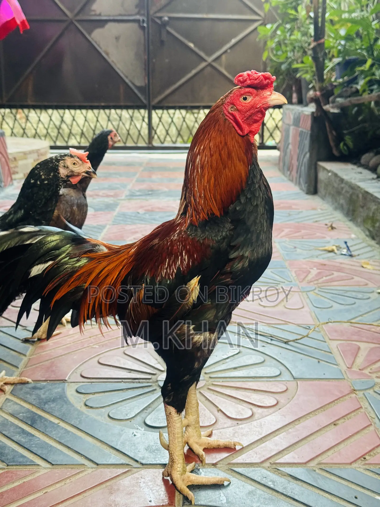 ৩টি কাগার লাইন আসিল (1টী মুরুগ ও ২টি মুরগী)