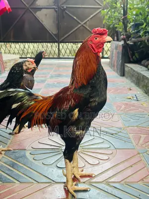 ৩টি কাগার লাইন আসিল (1টী মুরুগ ও ২টি মুরগী)