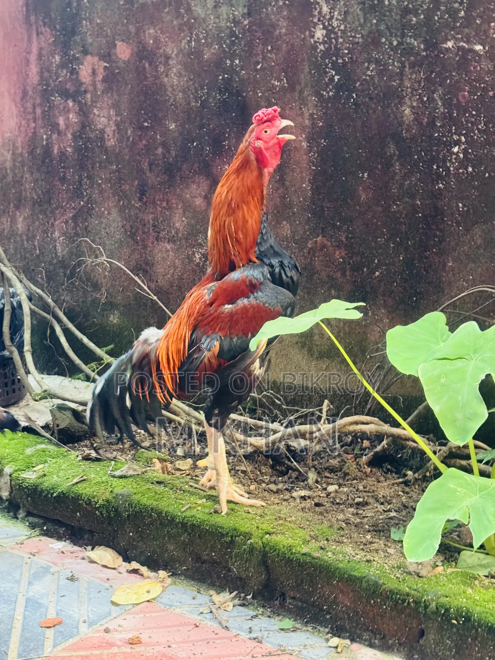 ৩টি কাগার লাইন আসিল (1টী মুরুগ ও ২টি মুরগী)