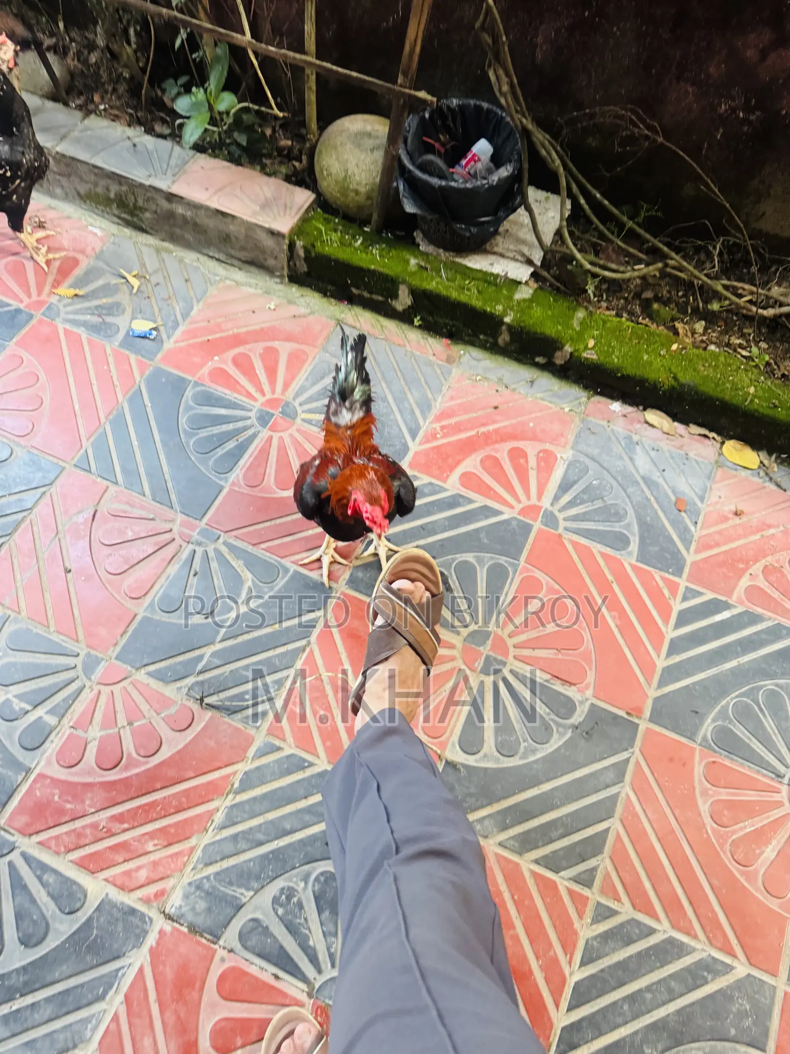 ৩টি কাগার লাইন আসিল (1টী মুরুগ ও ২টি মুরগী)