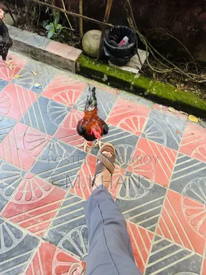 ১ জোড়া কাগার লাইনের সরালি মুরুগা মুরগী