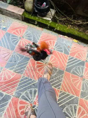 ১ জোড়া কাগার লাইনের সরালি মুরুগা মুরগী