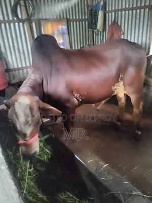 দেশি গরু, বিক্রি হবে
