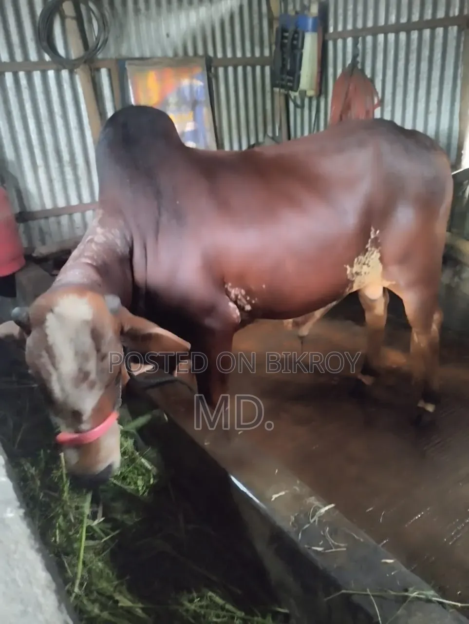 দেশি গরু, বিক্রি হবে