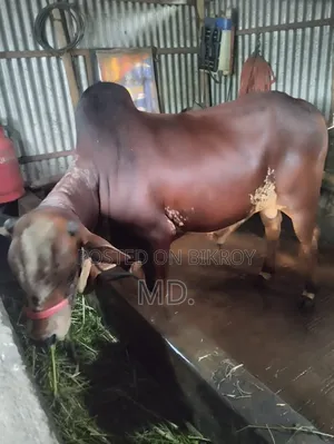 দেশি গরু, বিক্রি হবে