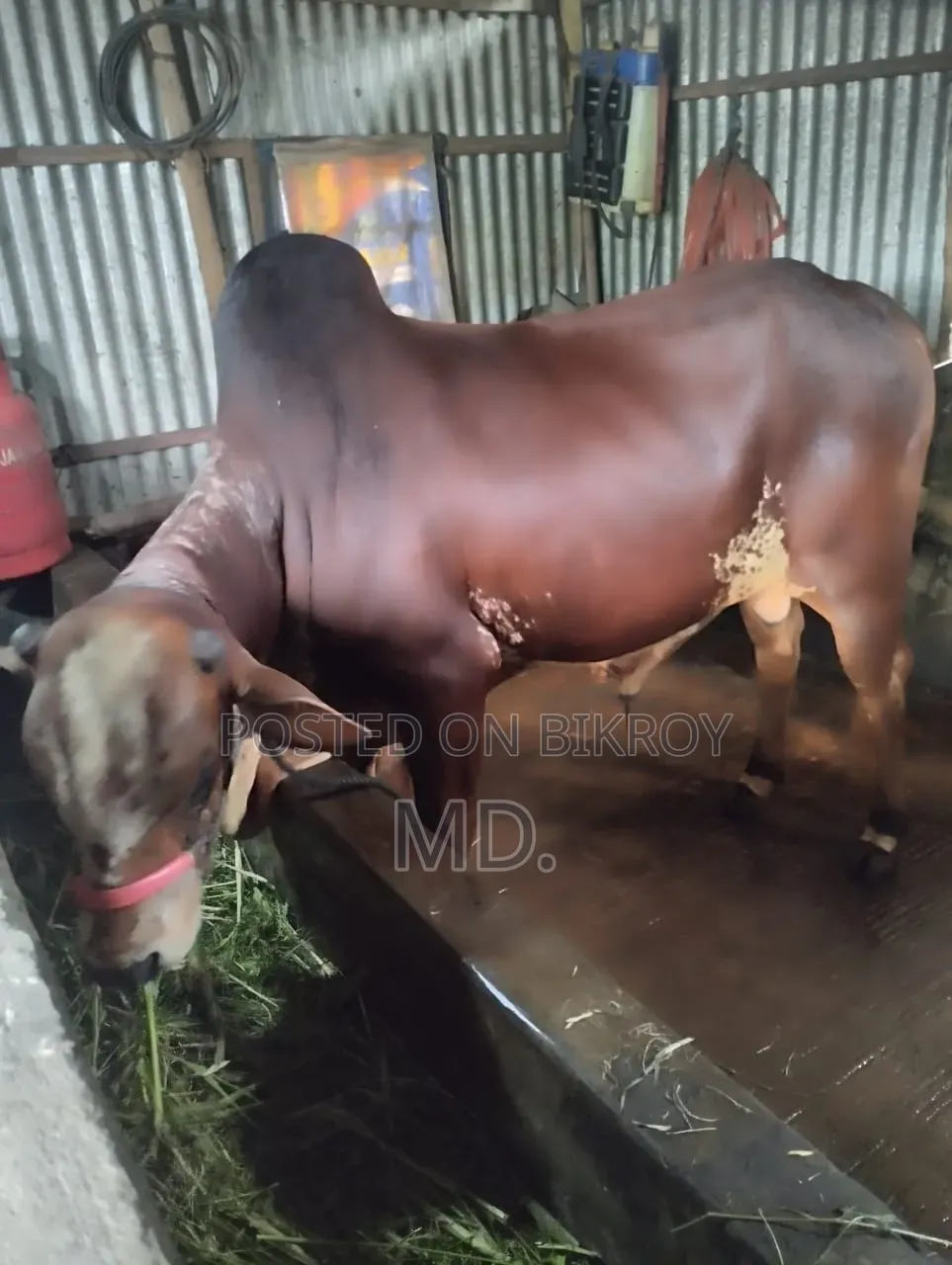 দেশি গরু, বিক্রি হবে