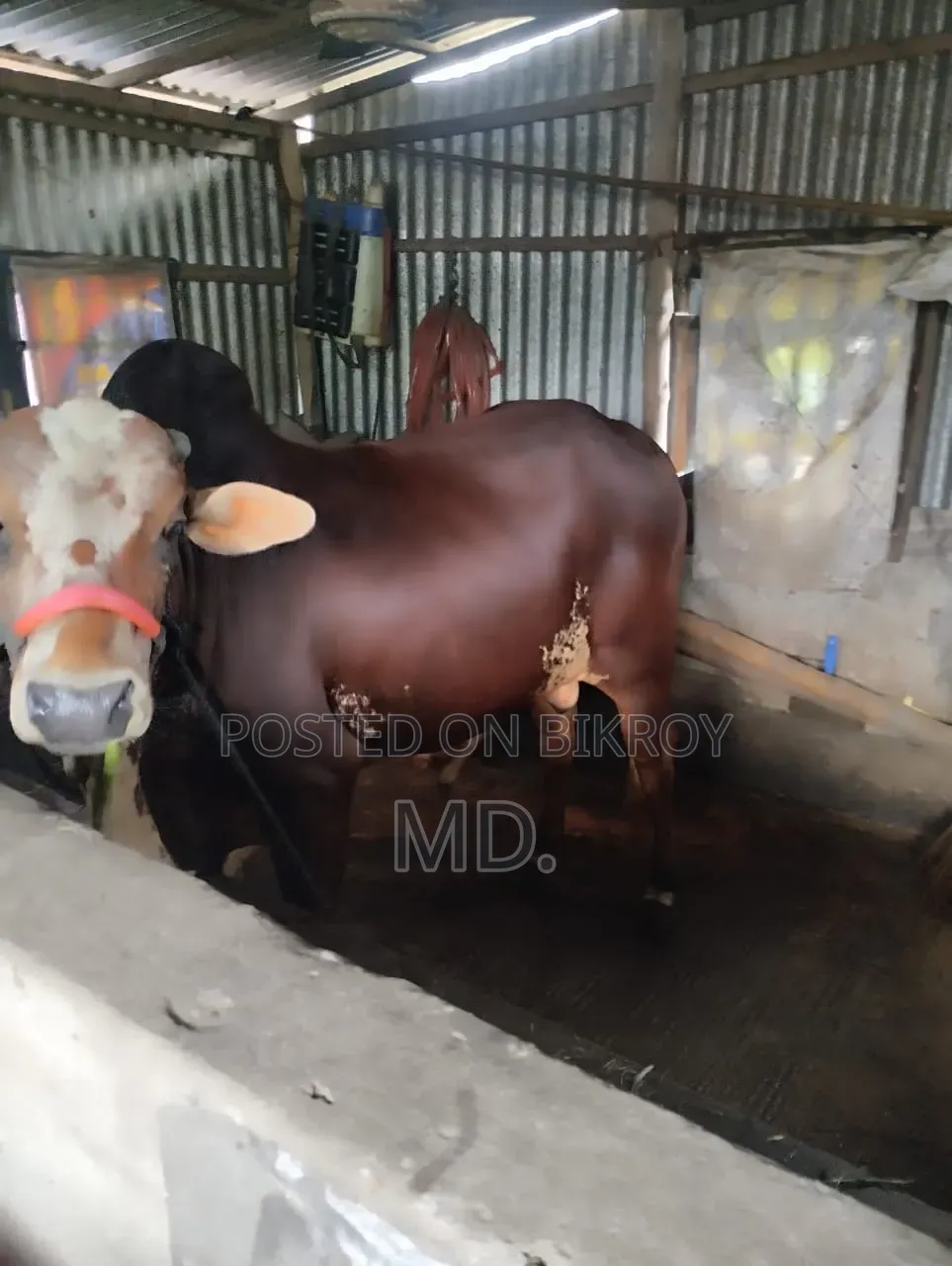 দেশি গরু, বিক্রি হবে