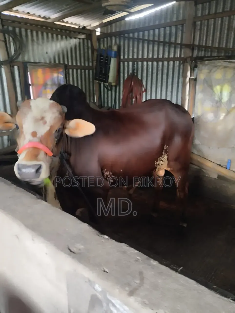 দেশি গরু, বিক্রি হবে