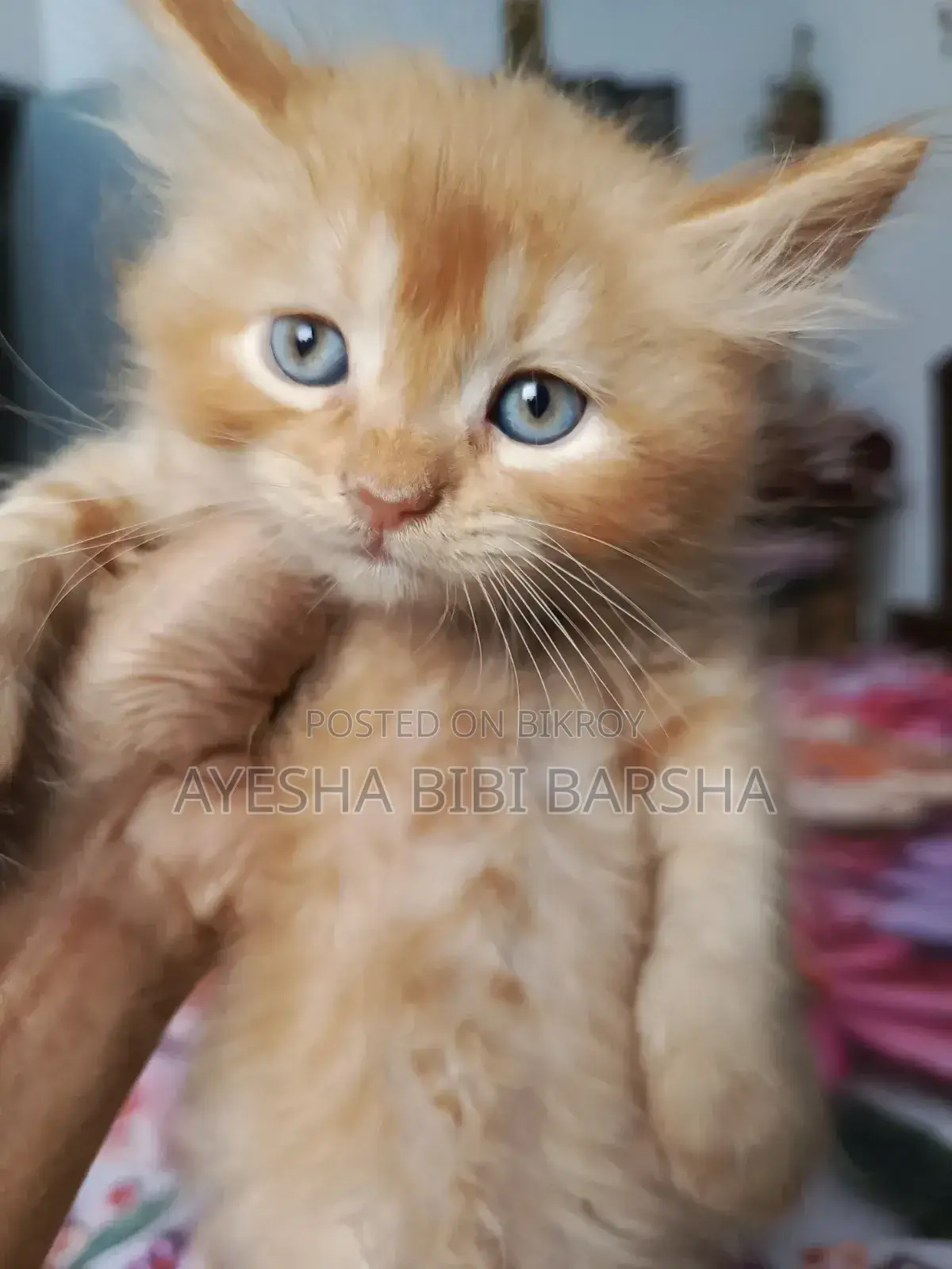 1-3 Months Male Purebred Persian