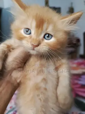 ১-৩ মাসের খাঁটি জাতের পার্সিয়ান পুরুষ ছানা