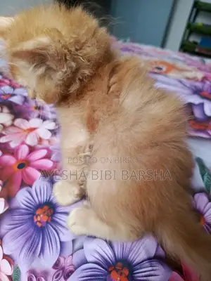 1-3 Months Male Purebred Persian