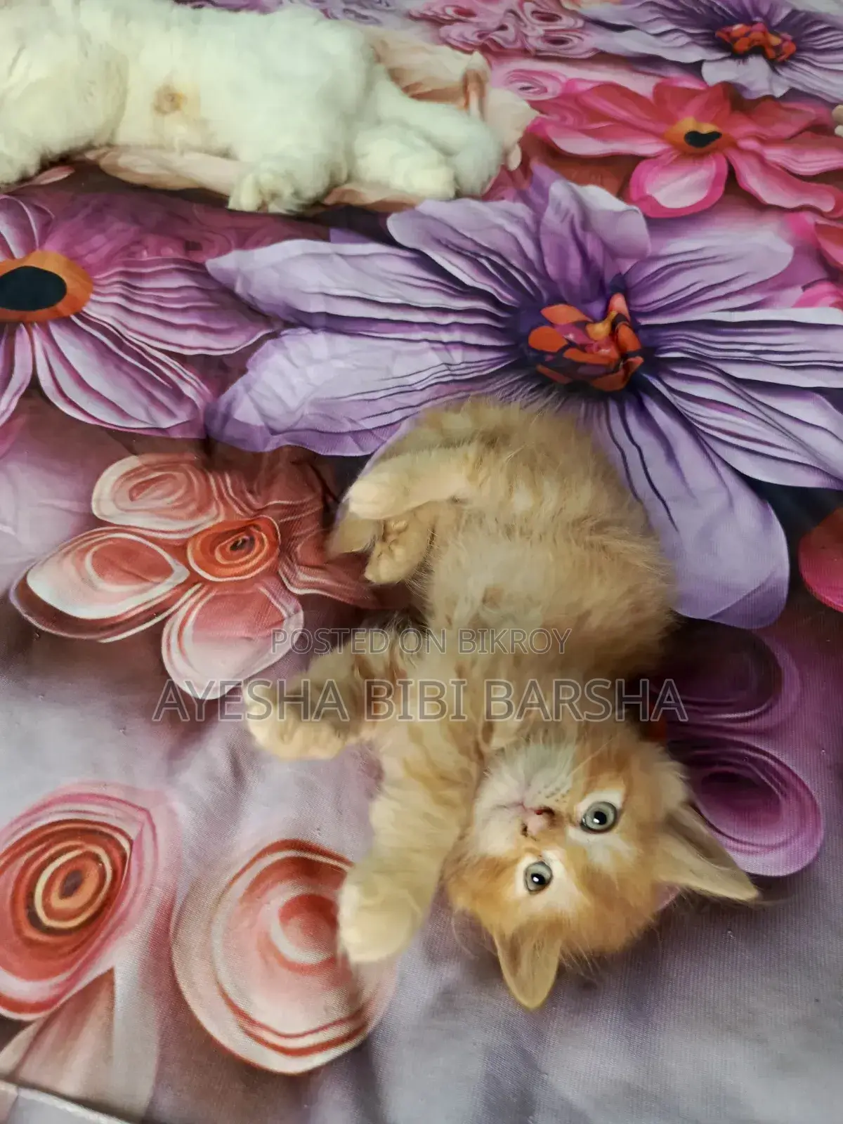 1-3 Months Male Purebred Persian