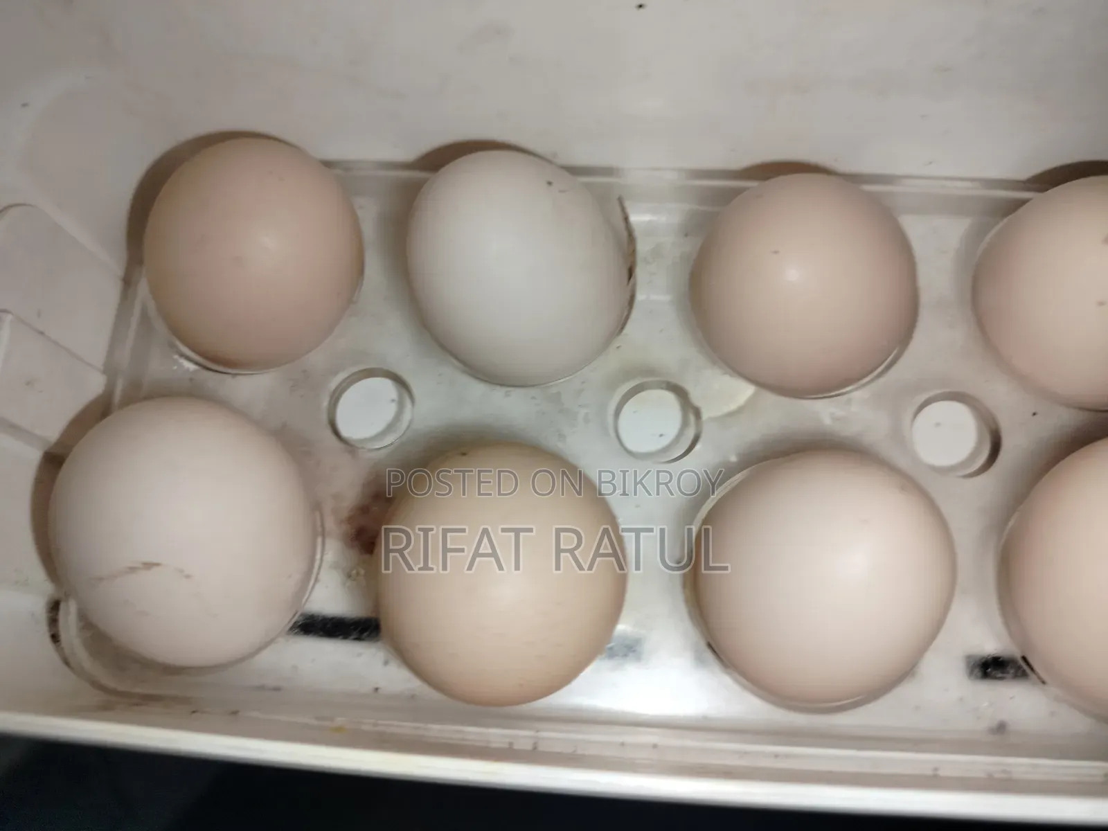 Silky Murgir Fresh Eggs for Sale