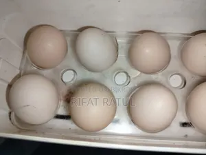 Silky Murgir Fresh Eggs for Sale