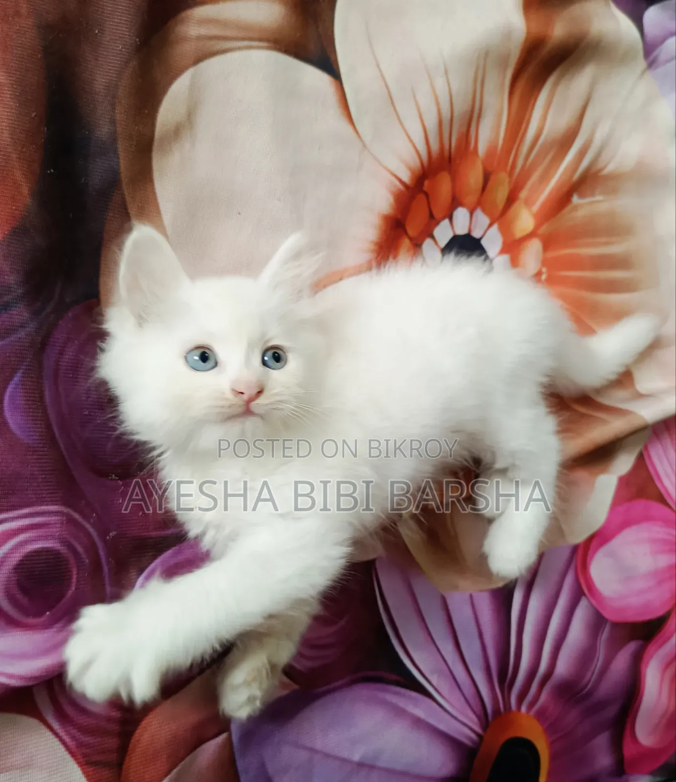 1-3 Months Female Purebred Persian