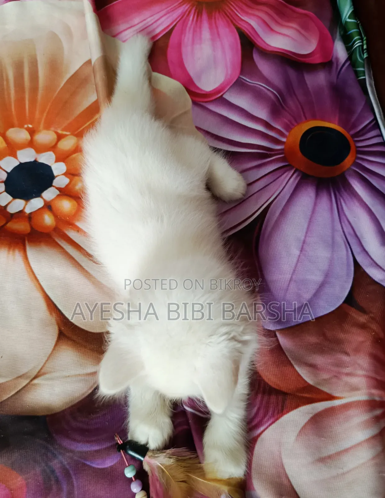 1-3 Months Female Purebred Persian