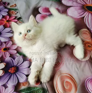1-3 Months Female Purebred Persian