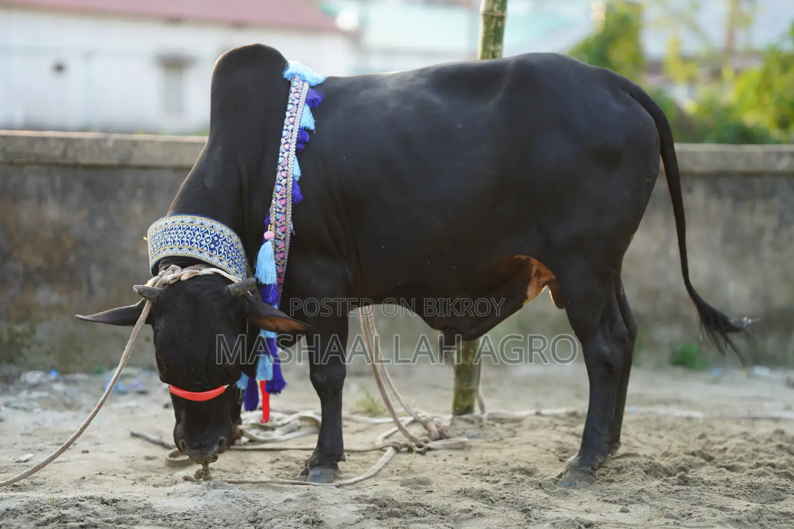 Black Shahiwal for Qurbani