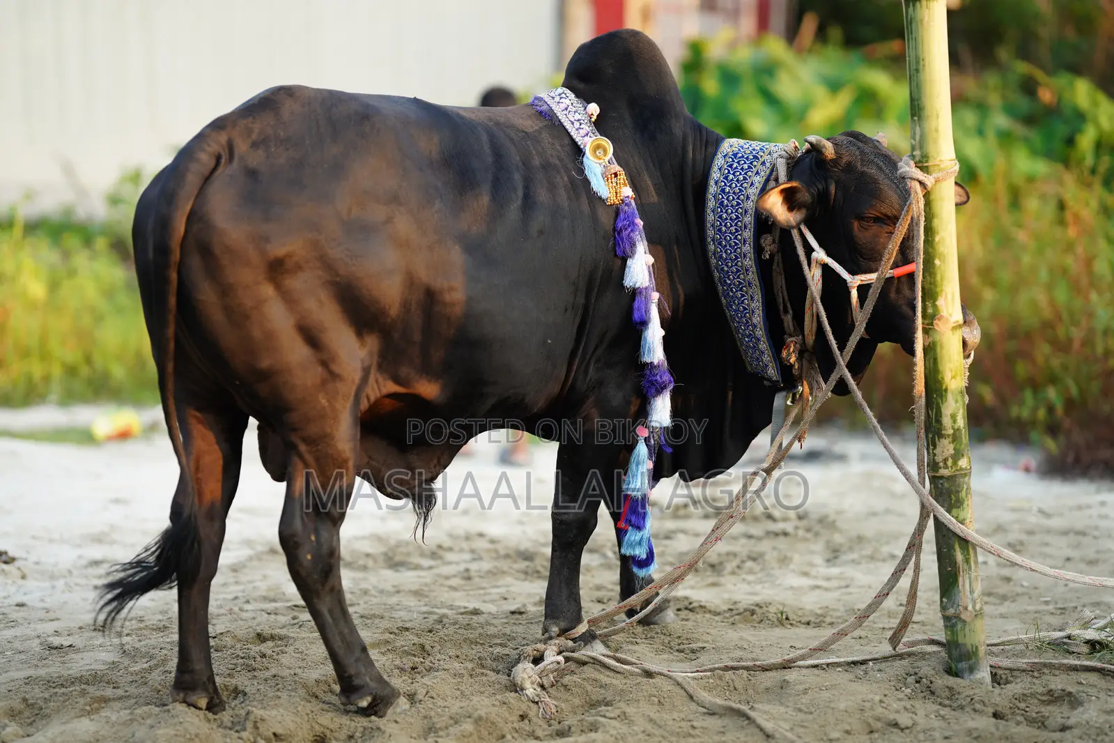 Black Shahiwal for Qurbani
