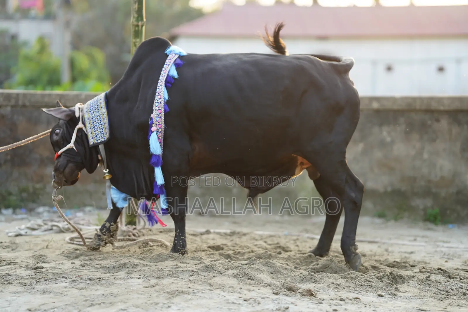 Black Shahiwal for Qurbani