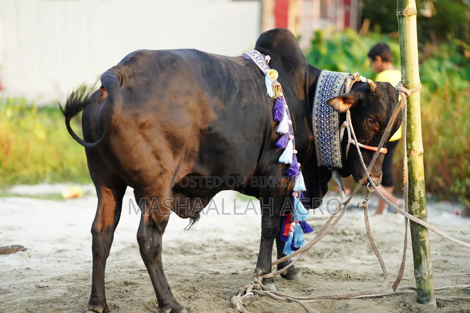 Black Shahiwal for Qurbani