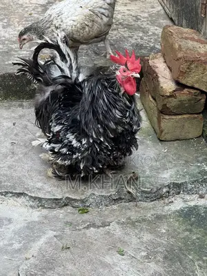 ২টি রানিং ফ্রিলব্যাক কোচিন মুরগা